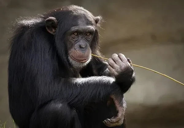 We Stream on Spotify. Chimps Drum on Tree Roots